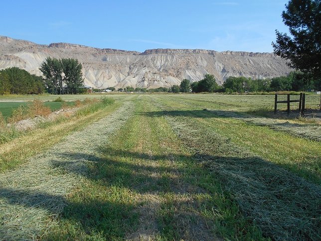 3594 G Road Palisade, CO 81526 - Photo 1 of 13 a view of a lush green outdoor space with swimming pool and mountains in the background