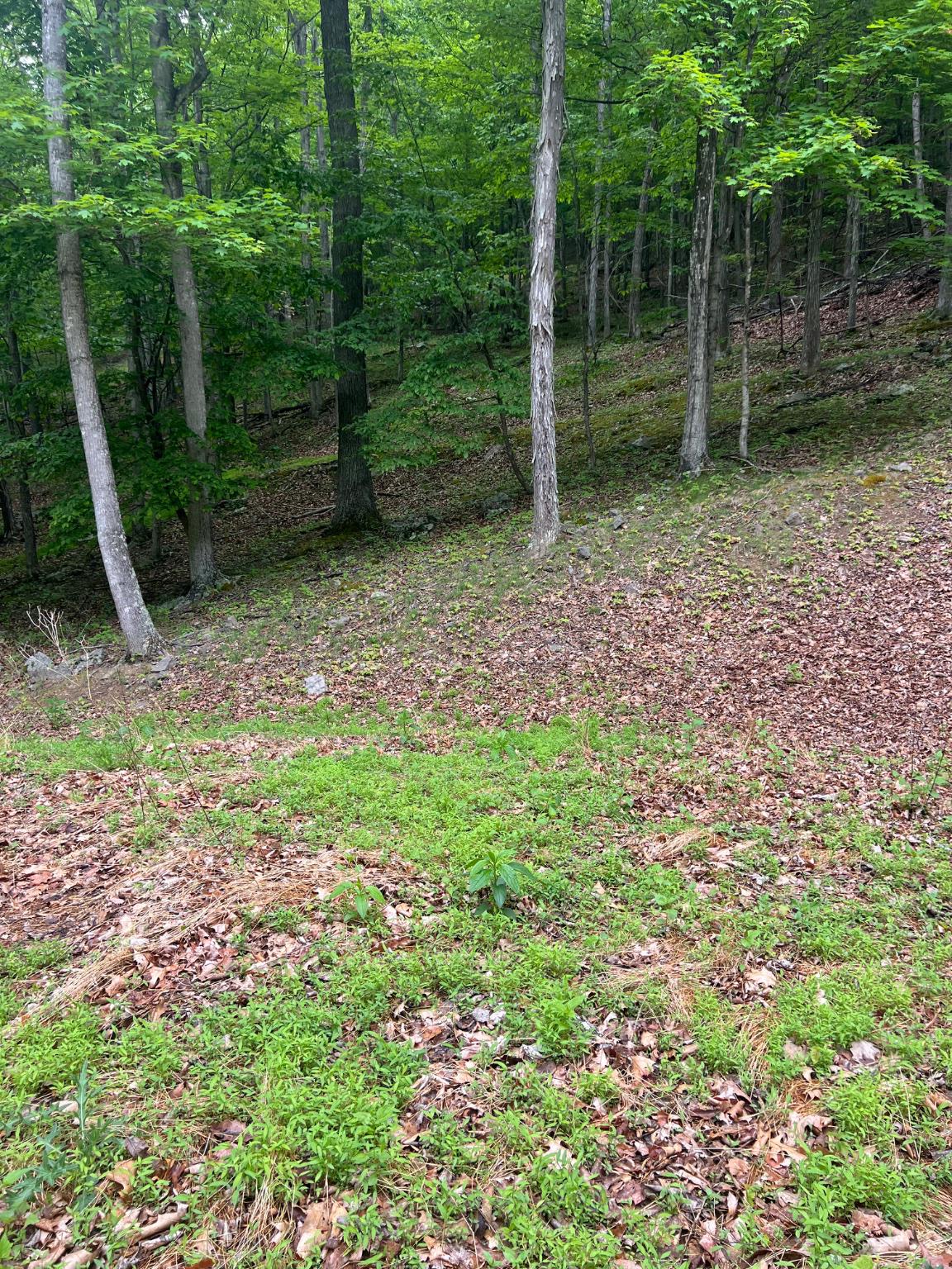 Edgar Lane Upper Tract, WV 26866 - Photo 5 of 22 Wooded hillside bordering cleared homesite.