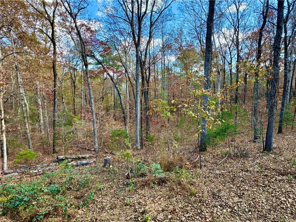 1012 King Mill Road McDonough, GA 30252 - Photo 50 of 64 a view of a forest filled with trees