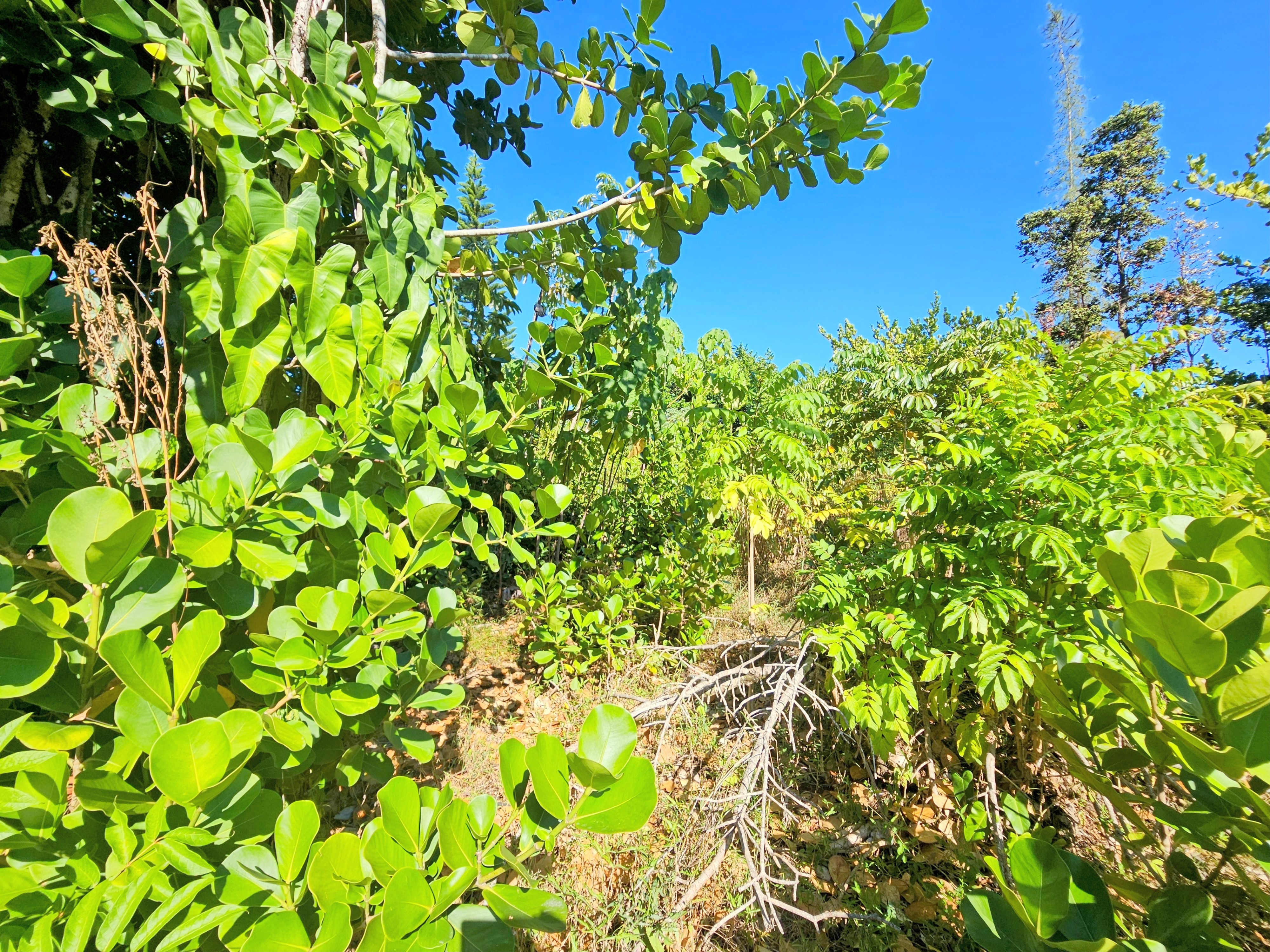 15-849 Lot 331 Lemiwai Road Keaau, HI 96749 - Photo 11 of 13 a view of a plant