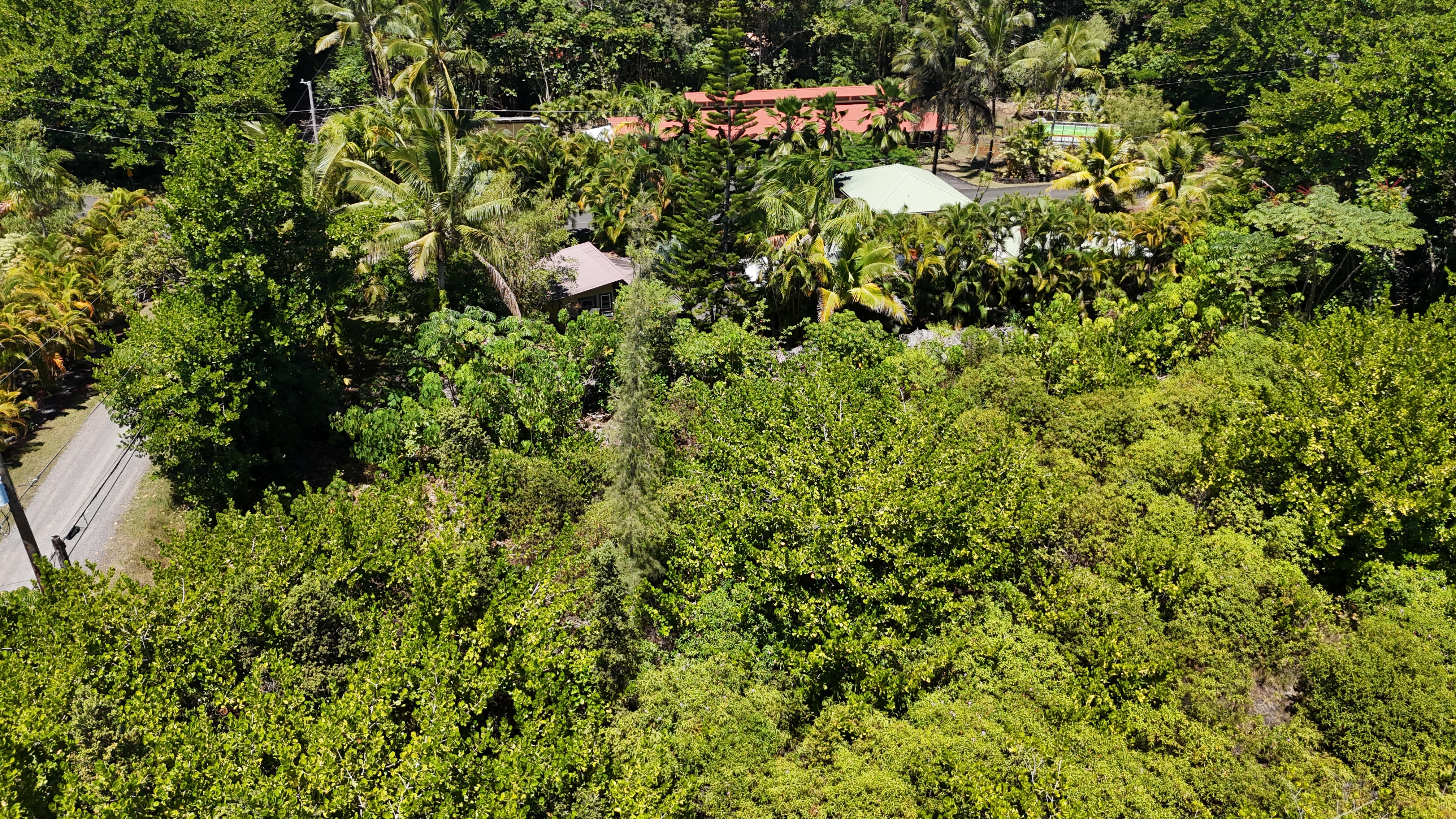 15-849 Lot 331 Lemiwai Road Keaau, HI 96749 - Photo 12 of 13 a view of a tree in a garden