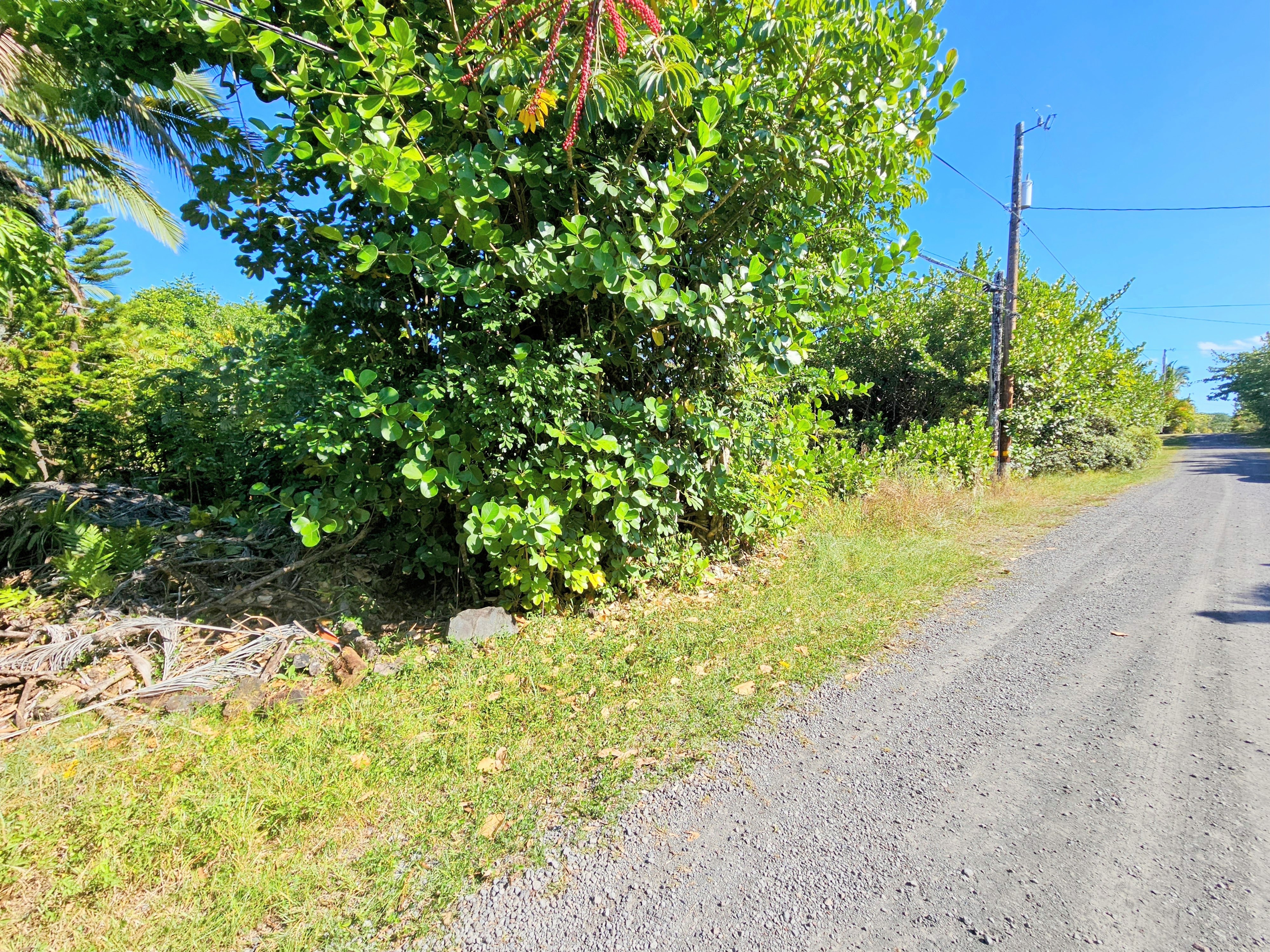 15-849 Lot 331 Lemiwai Road Keaau, HI 96749 - Photo 4 of 13 a view of a garden with plants