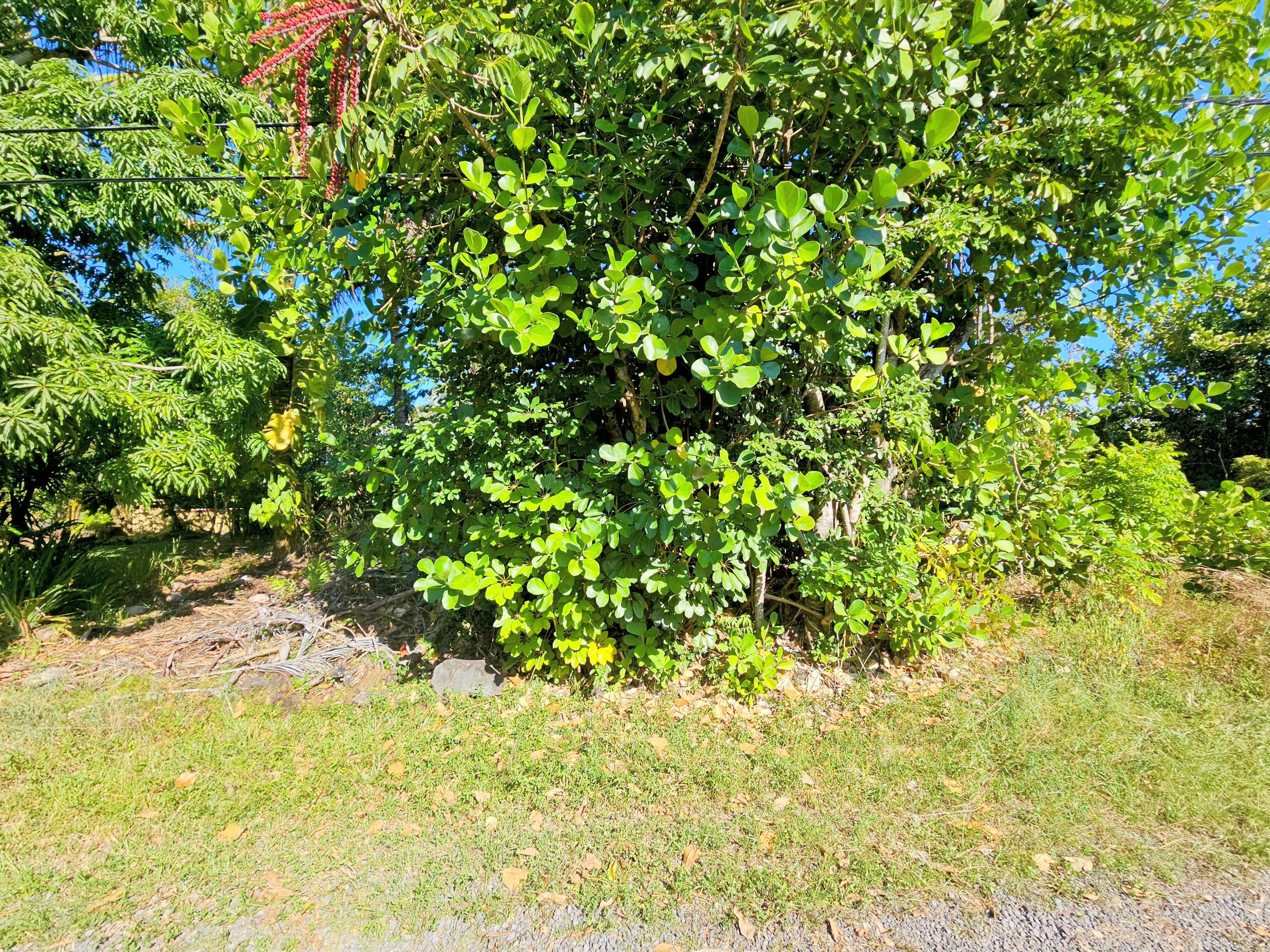 15-849 Lot 331 Lemiwai Road Keaau, HI 96749 - Photo 8 of 13 a backyard of a house with large trees