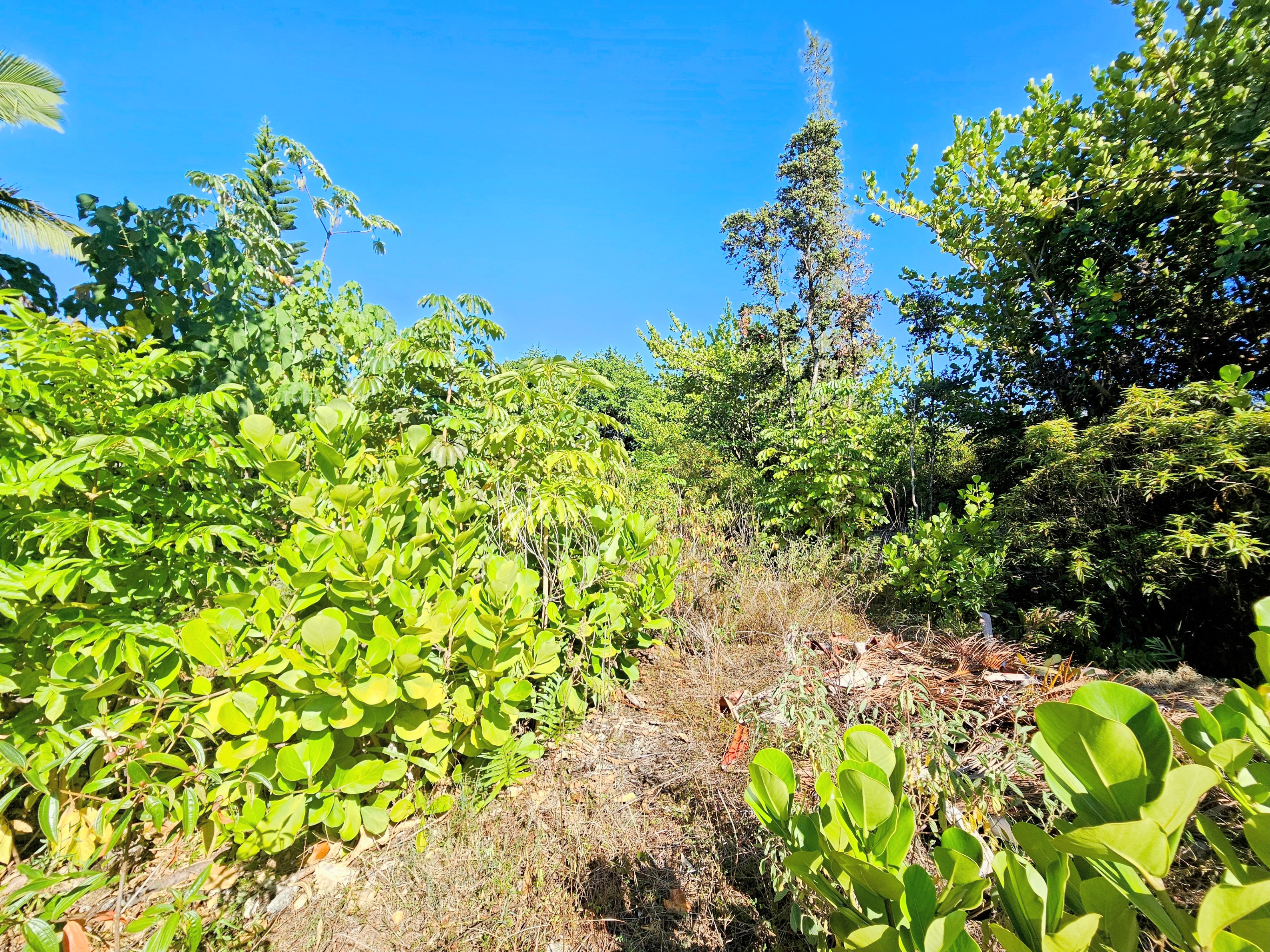 15-849 Lot 331 Lemiwai Road Keaau, HI 96749 - Photo 10 of 13 a backyard of a house with lots of green space