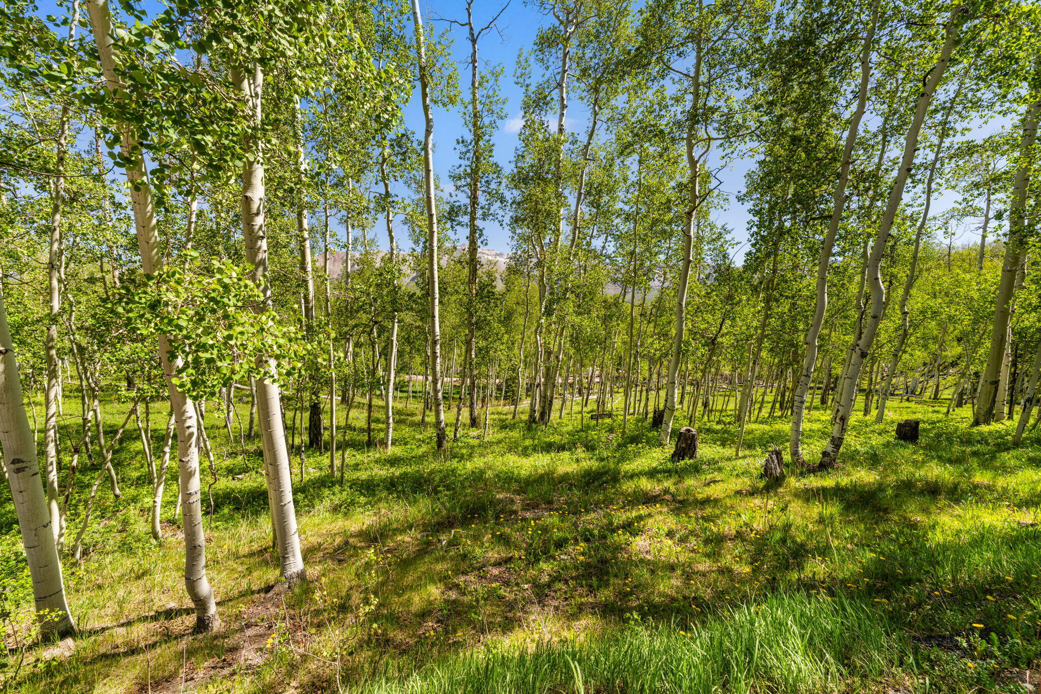 Tbd Wapiti Road Telluride, CO 81435 - Photo 7 of 20 Wapiti Lot 37