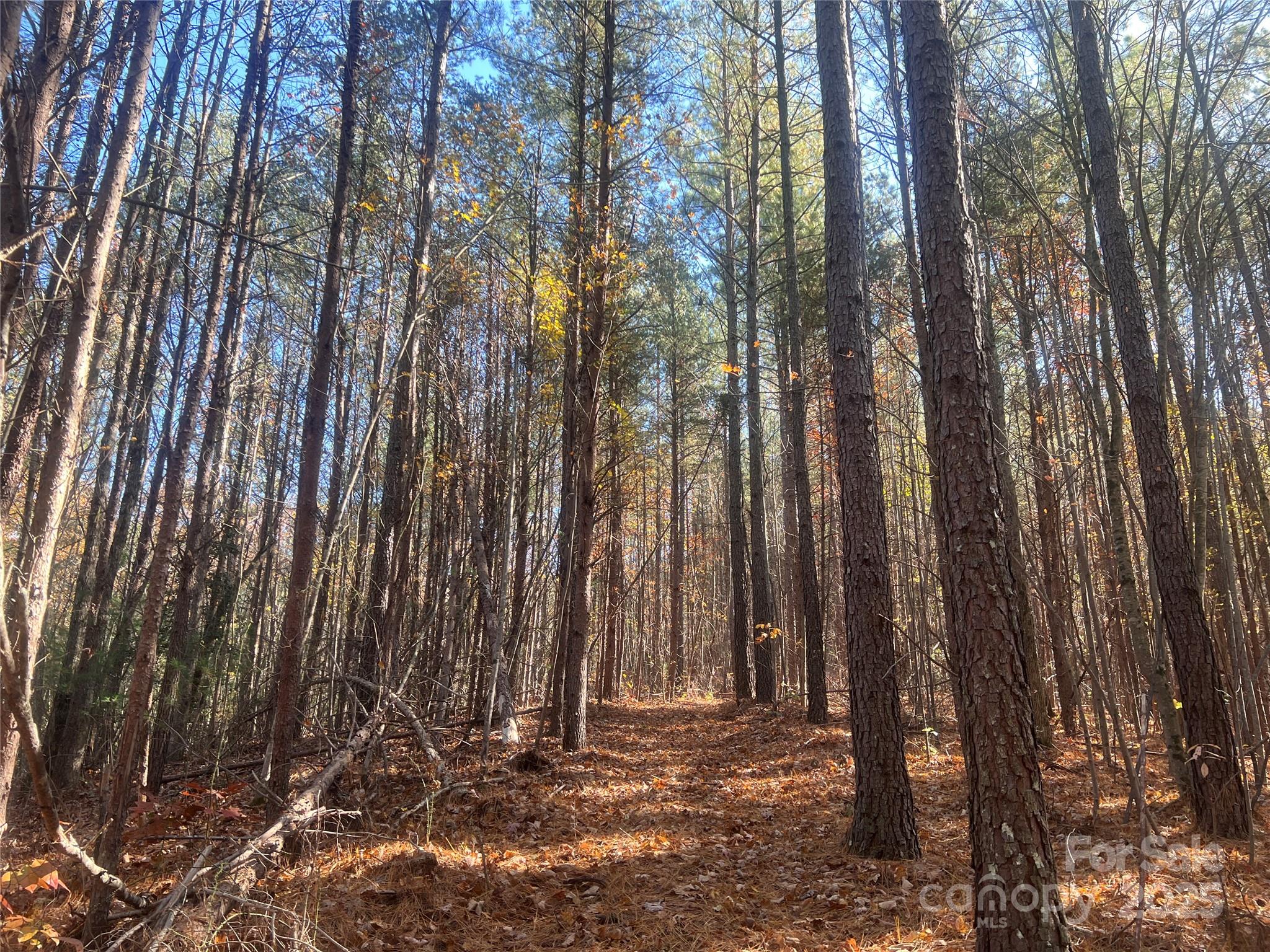 0 North Fork Road Bostic, NC 28018 - Photo 8 of 12 Gallery Image 8