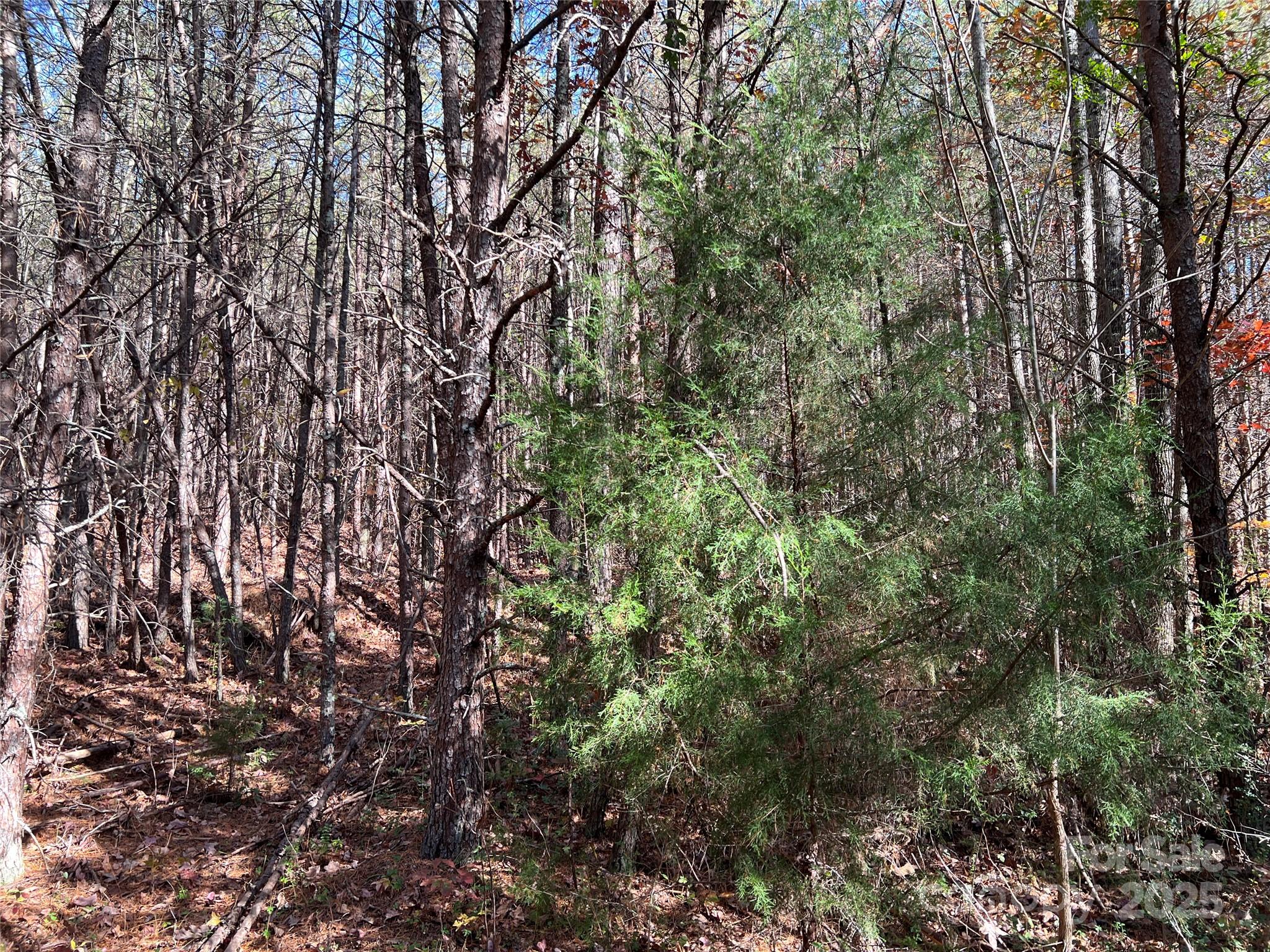 0 North Fork Road Bostic, NC 28018 - Photo 9 of 12 Gallery Image 9