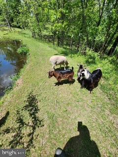 2115 Potts Hill Road Etters, PA 17319 - Photo 35 of 41 Playful goats by the serene pond.