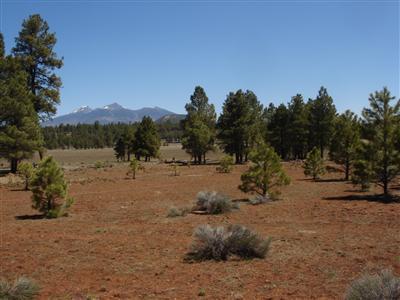 Primary Photo