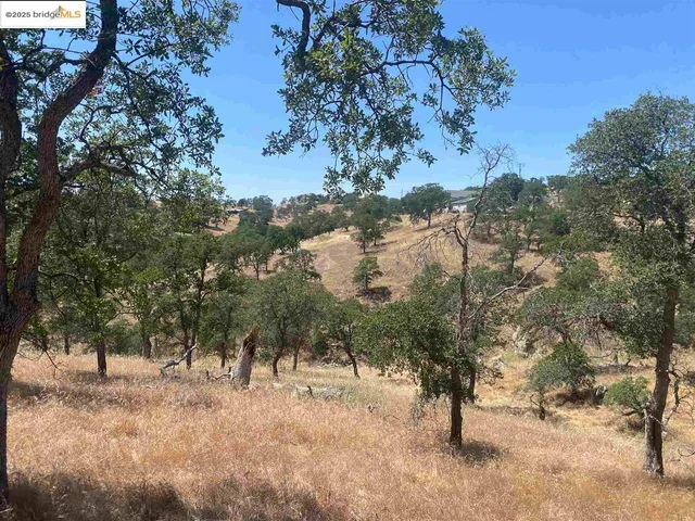 a view of a forest with trees