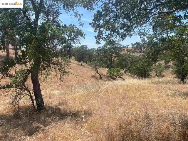 a view of a forest with trees in the background