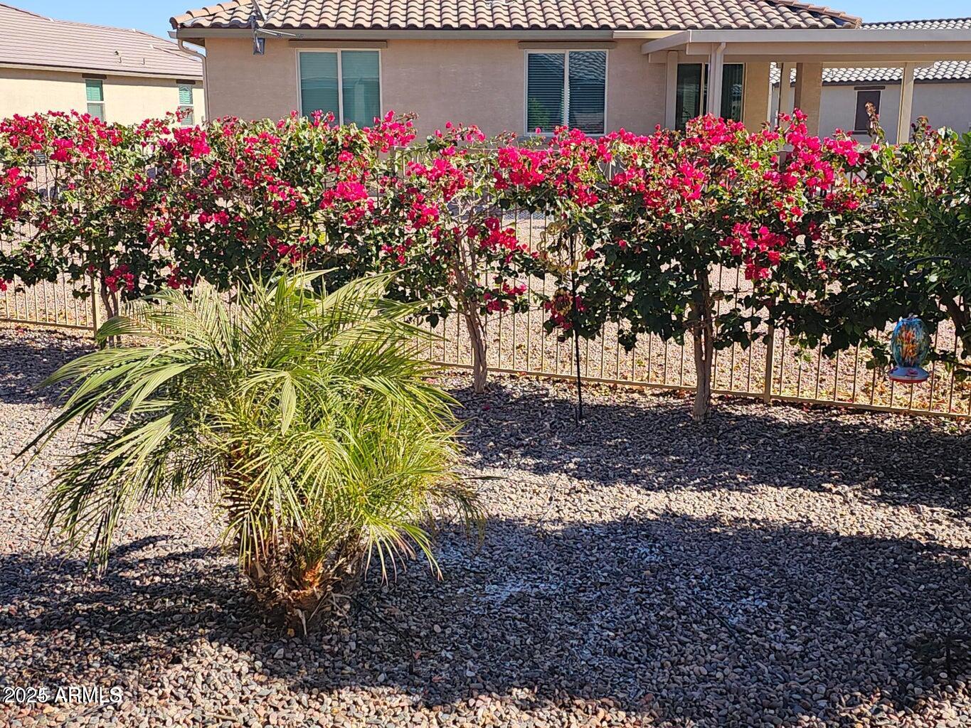 21093 North Willow Road Maricopa, AZ 85138 - Photo 40 of 66 Backyard Bougainvilleas