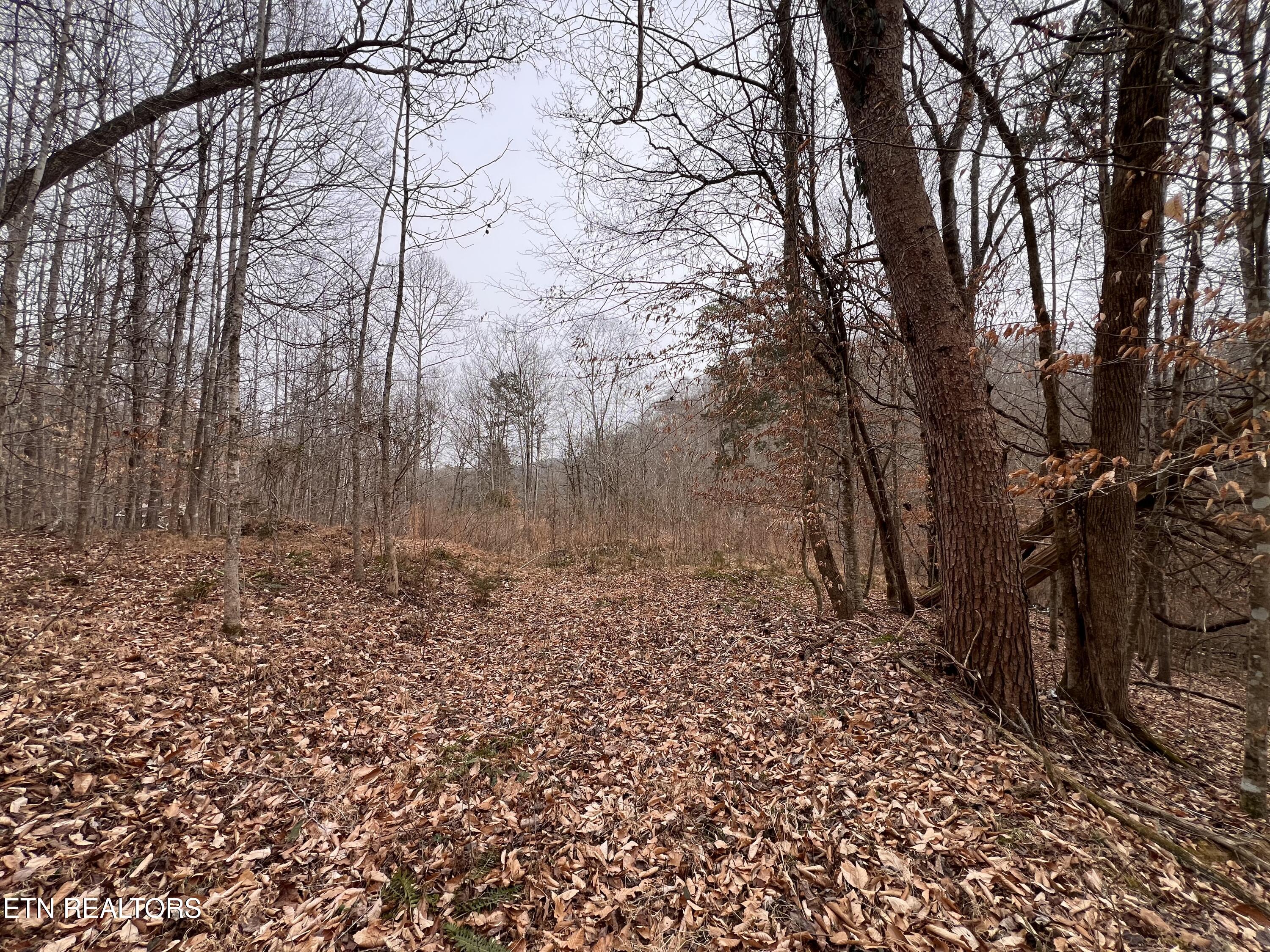 119 Laurel Wood Road New Tazewell, TN 37825 - Photo 16 of 21 IMG_5054