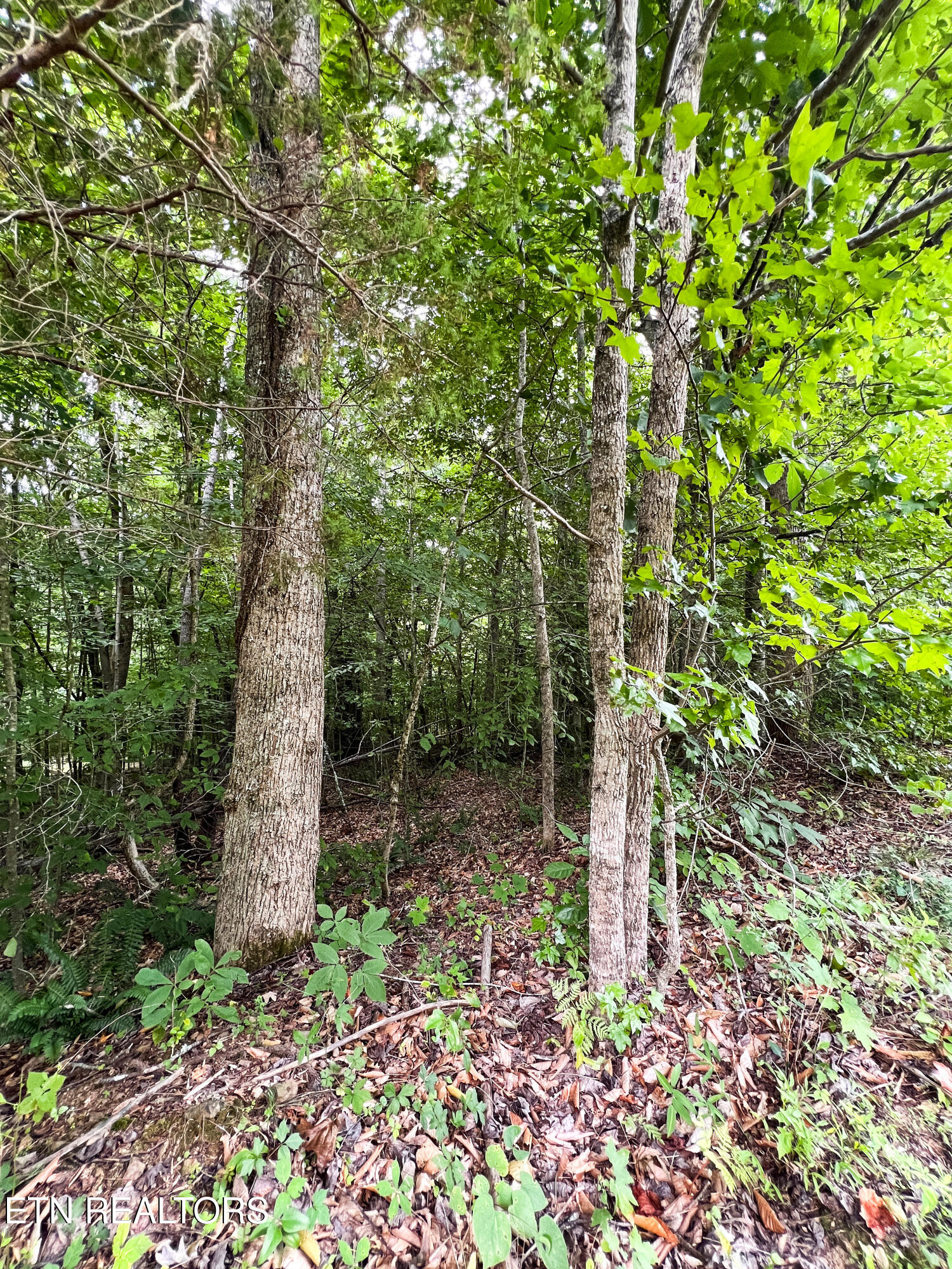 119 Laurel Wood Road New Tazewell, TN 37825 - Photo 6 of 21 Lot View