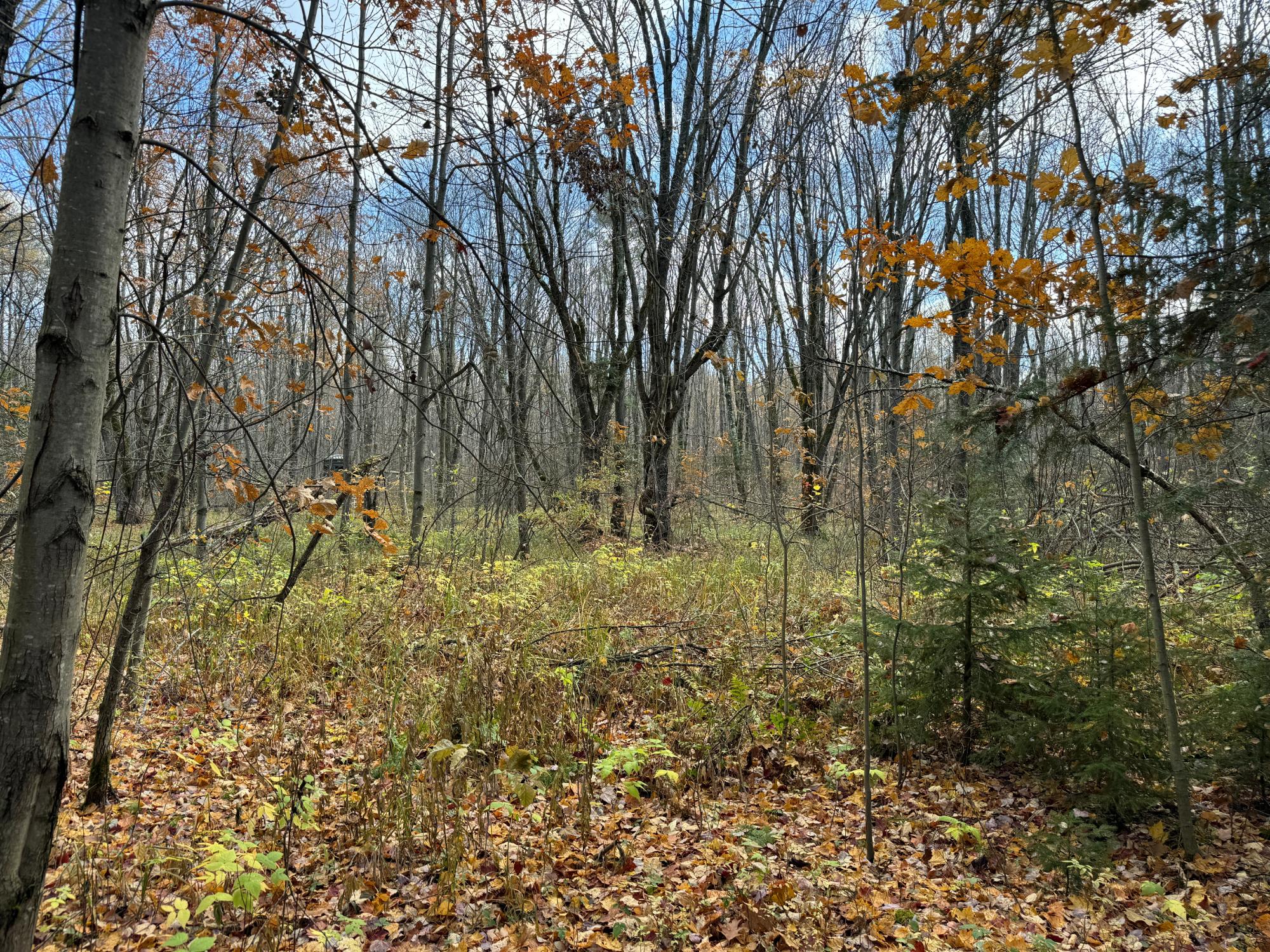 W1707 Tamarack Road Brantwood, WI 54513 - Photo 11 of 11 Gallery Image 11