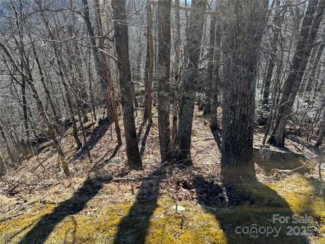 a view of a yard with large trees