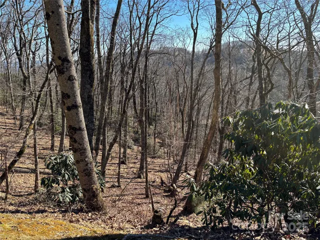 a view of a forest with trees