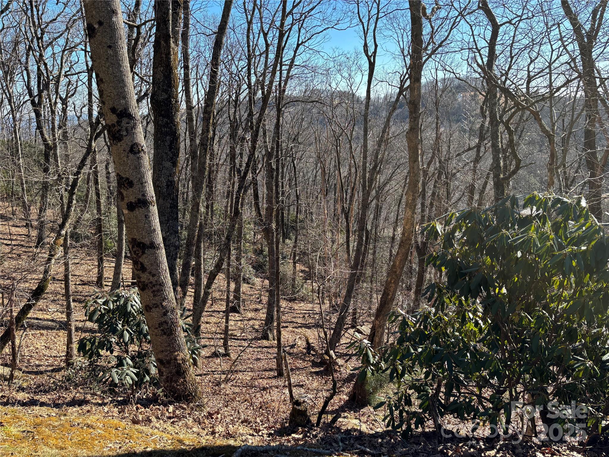 Tbd State View Road Boone, NC 28607 - Photo 6 of 9 a view of forest