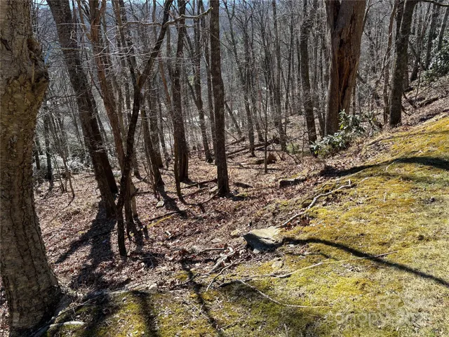 a plant that is in a garden