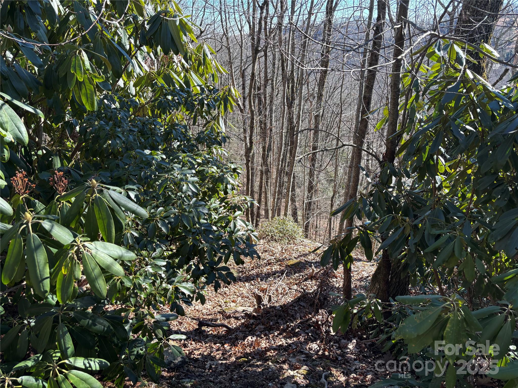 Tbd State View Road Boone, NC 28607 - Photo 8 of 9 a plant that is in a garden