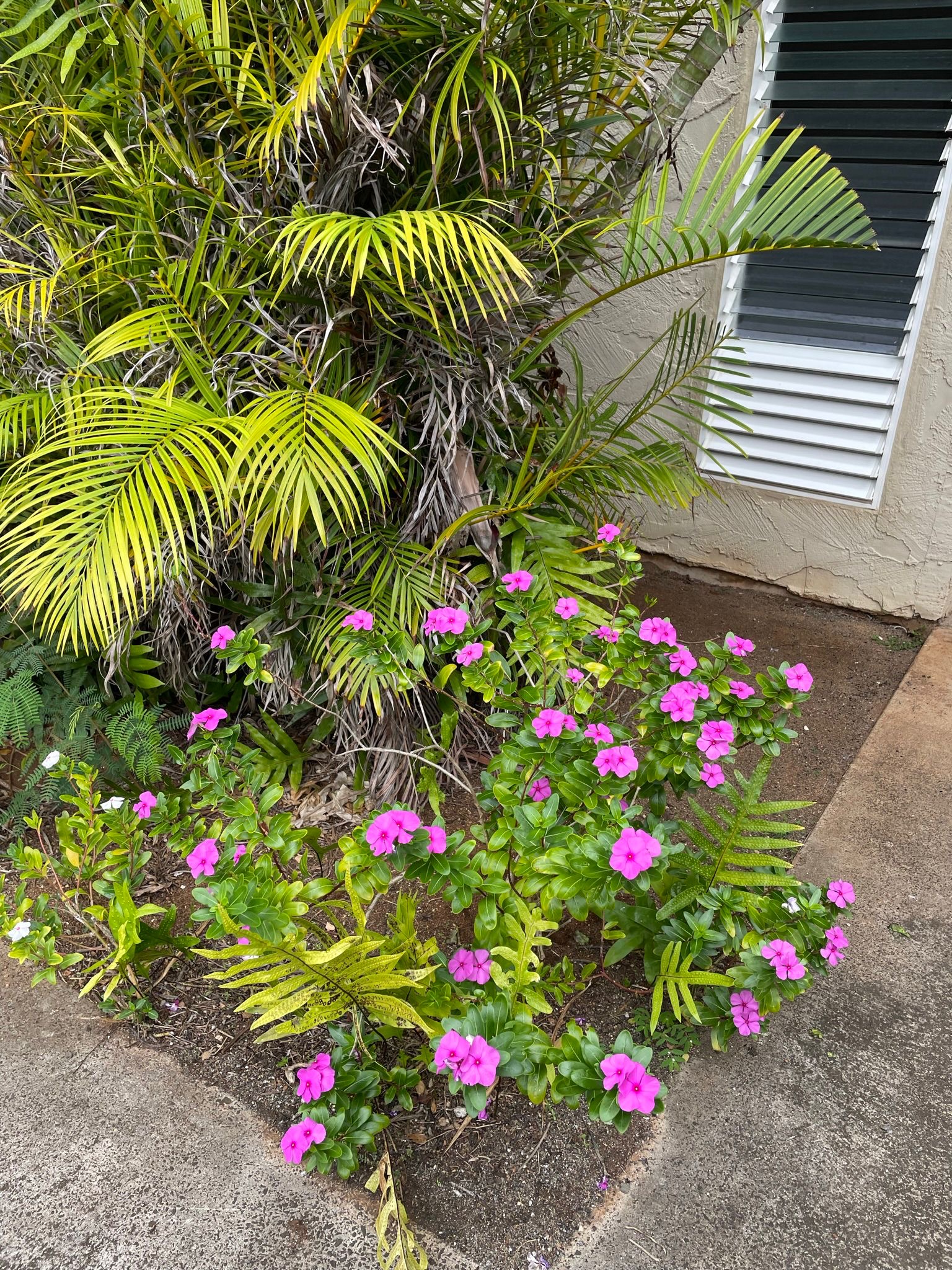 4461 Kamoa Road, Unit D12 Kapaa, HI 96746 - Photo 10 of 13 a view of a flower in a garden