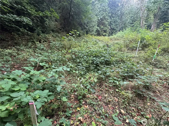 a view of a lush green forest with large trees
