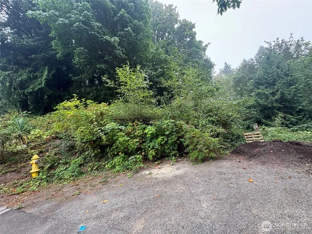 a view of a forest with trees