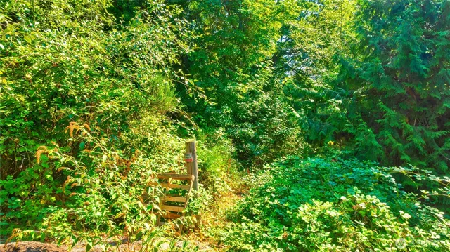 a view of a lush green forest
