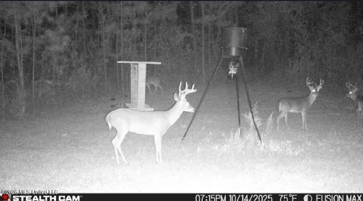 285 Mt Horeb Road Meridian, MS 39301 - Photo 14 of 27 14 (3)