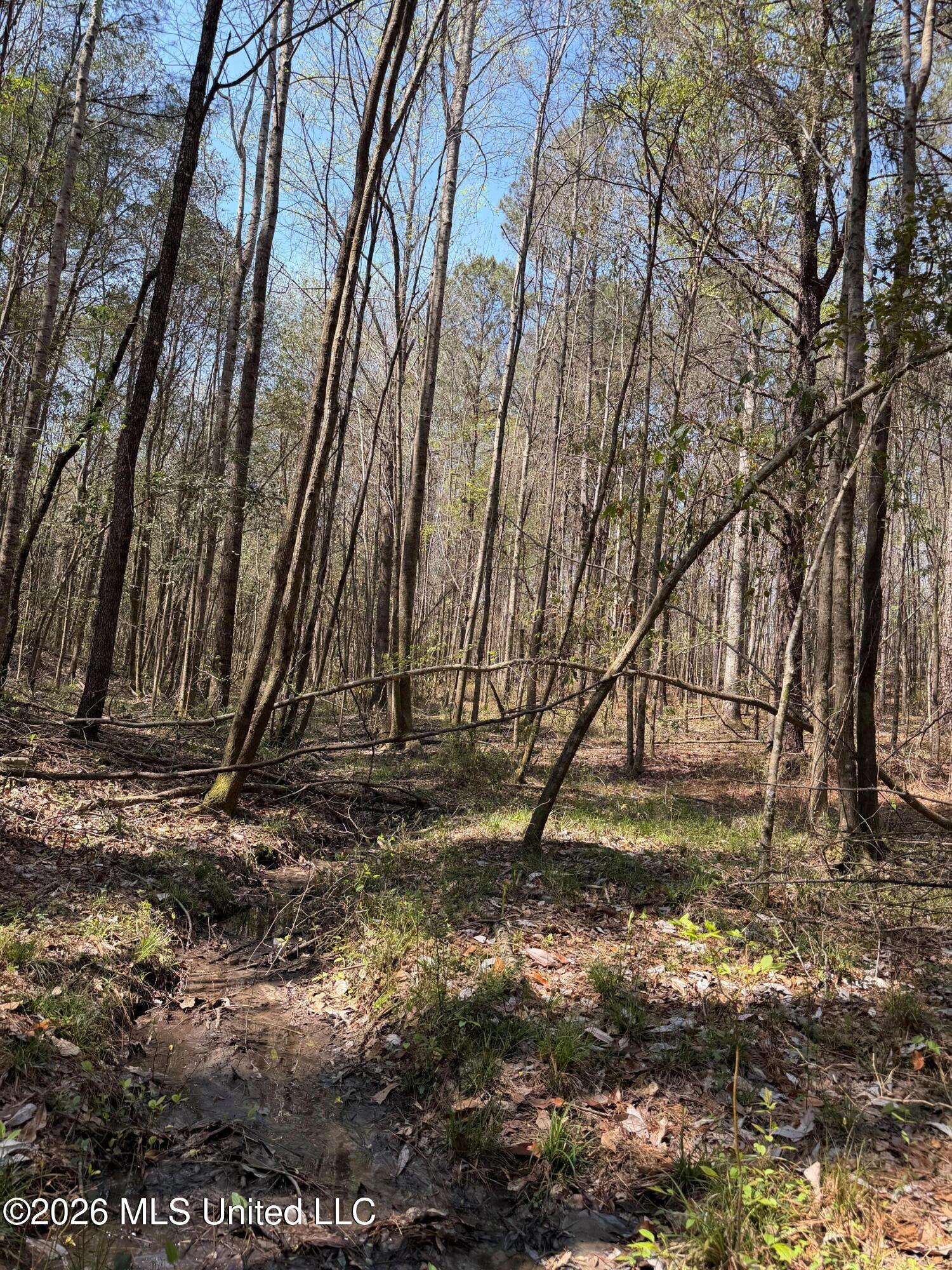 285 Mt Horeb Road Meridian, MS 39301 - Photo 16 of 27 Photo Mar 19 2026, 1 07 10 PM