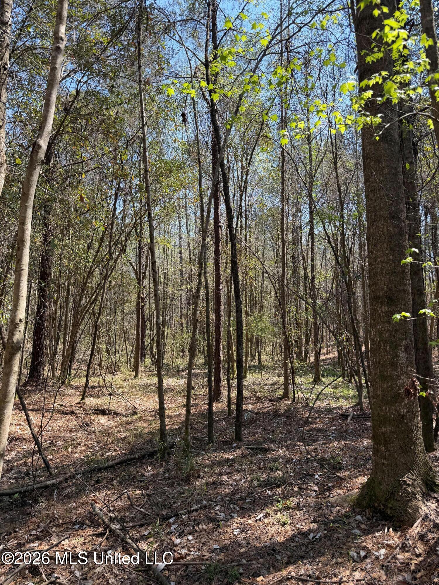 285 Mt Horeb Road Meridian, MS 39301 - Photo 5 of 27 5 (4)