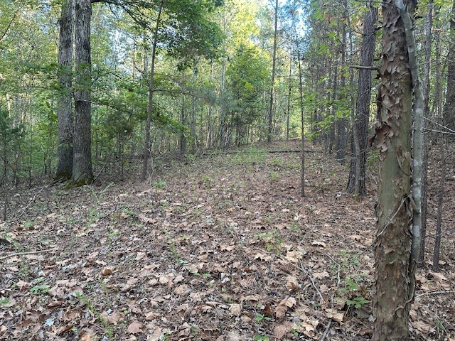 0 Amanda Road Dover, TN 37058 - Photo 26 of 26 a view of a forest with trees in the background