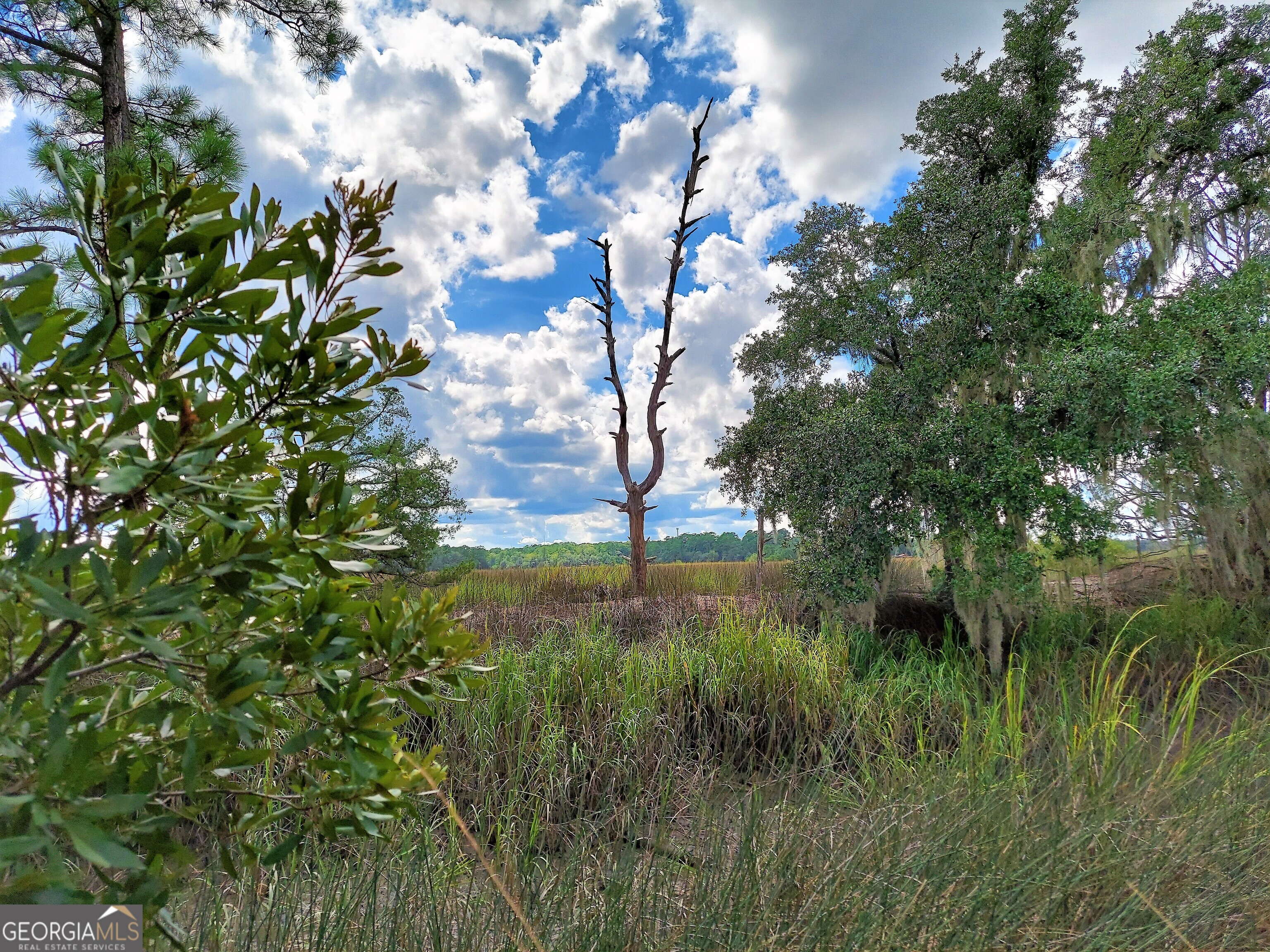 a view of a tree in a yard