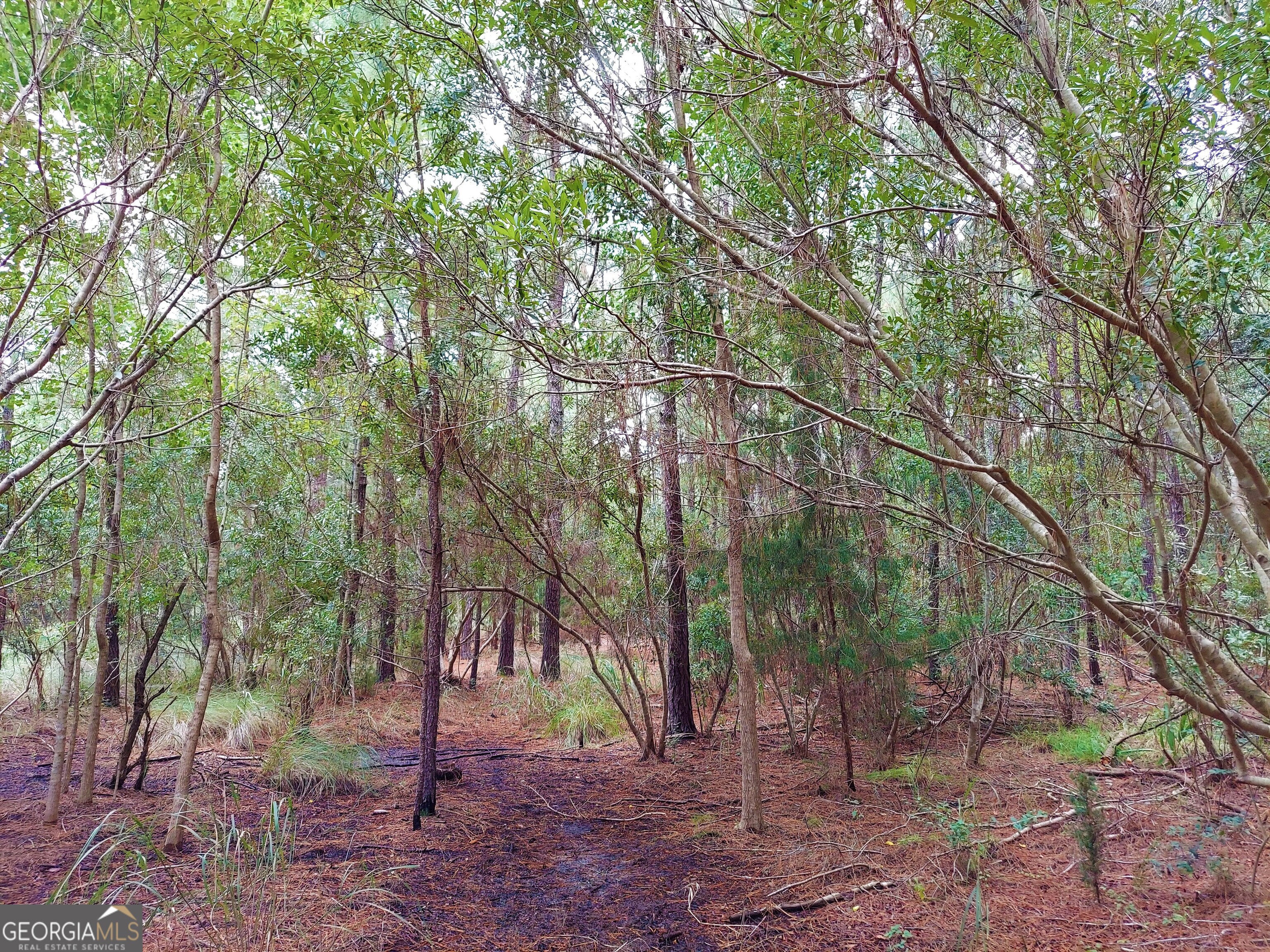 193 Burton Road Savannah, GA 31405 - Photo 14 of 18 a backyard of a house with lots of trees