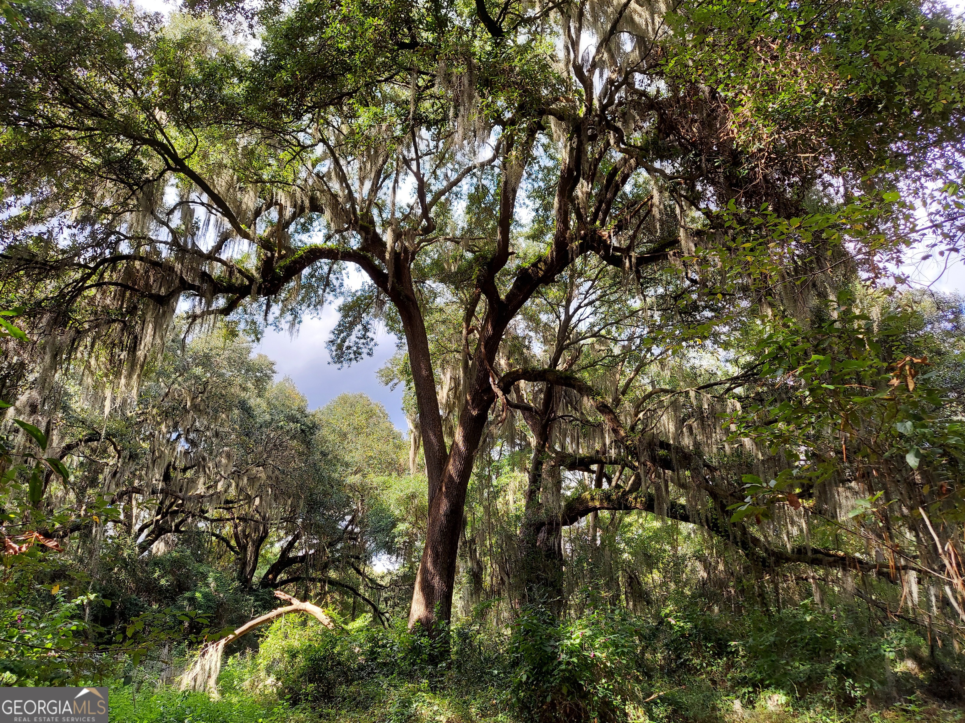 193 Burton Road Savannah, GA 31405 - Photo 15 of 18 a picture of tree