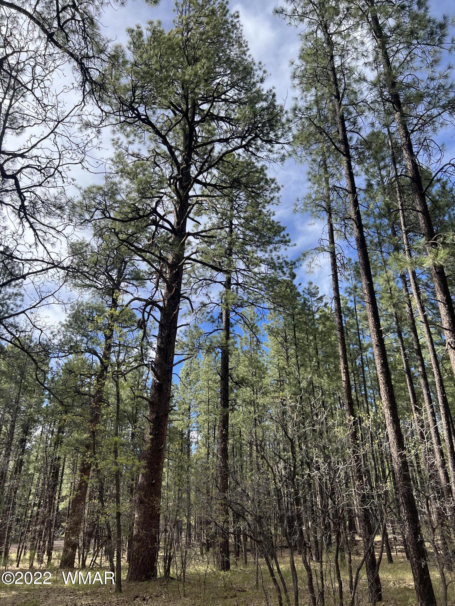 0 Buck Springs Road Pinetop, AZ 85935 - Photo 11 of 13