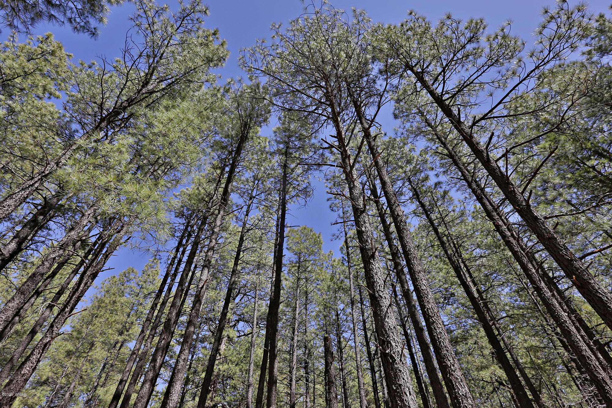 0 Buck Springs Road Pinetop, AZ 85935 - Photo 13 of 13