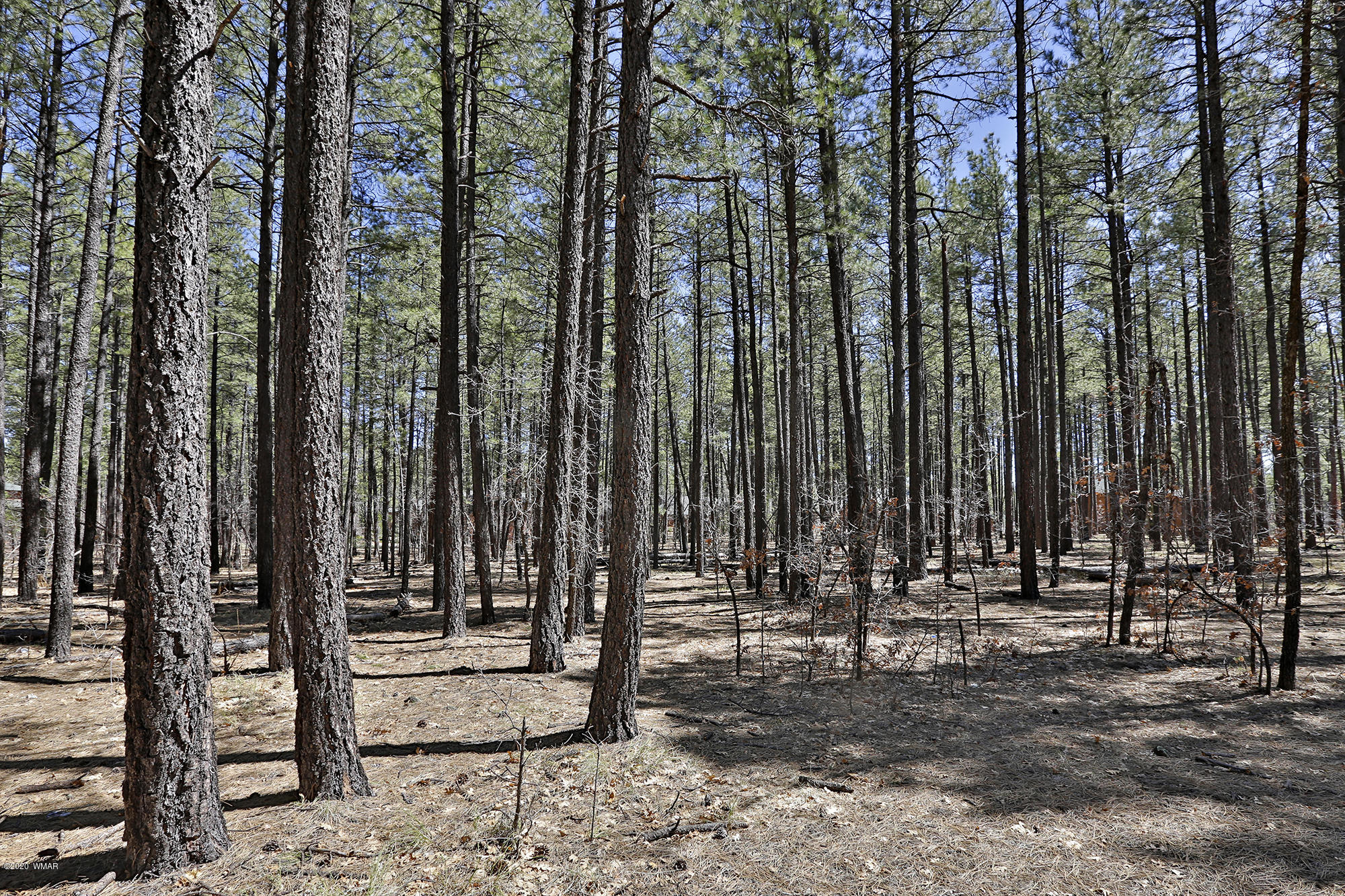 0 Buck Springs Road Pinetop, AZ 85935 - Photo 7 of 13