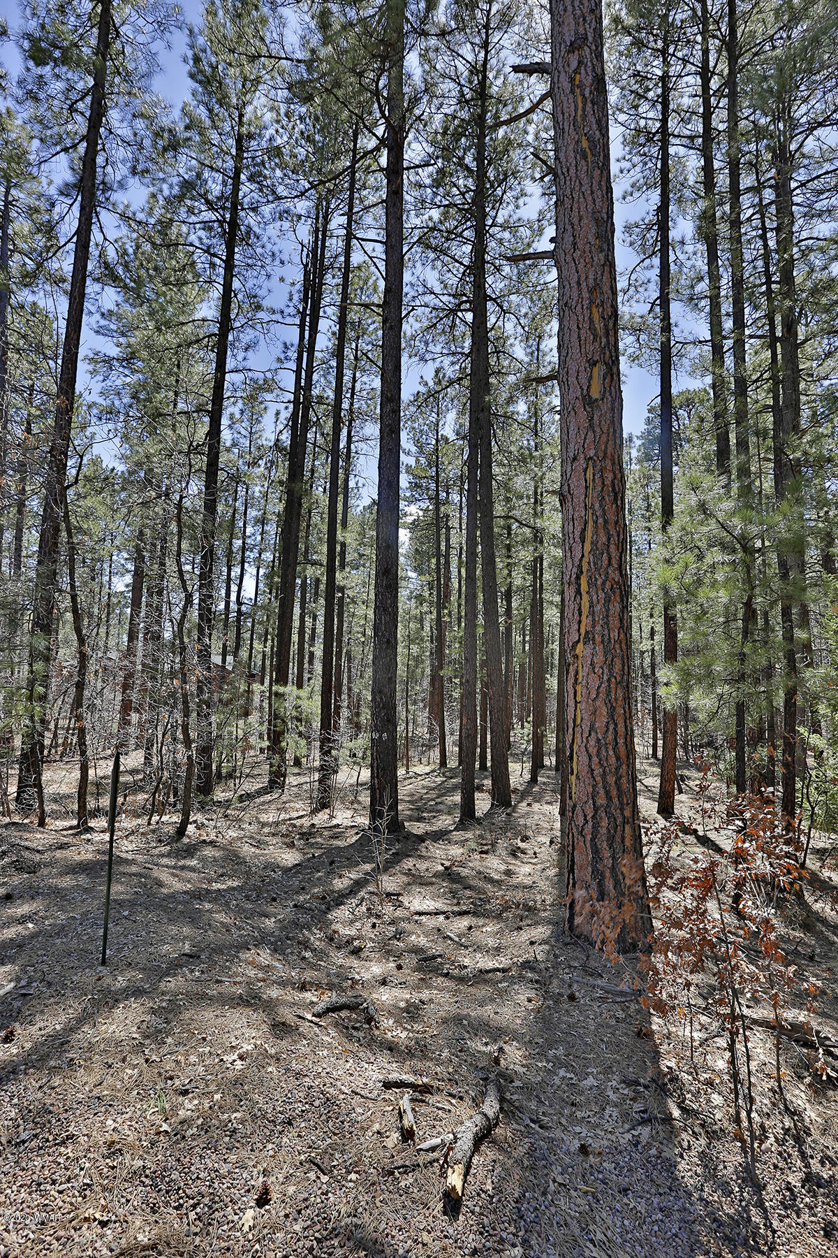 0 Buck Springs Road Pinetop, AZ 85935 - Photo 8 of 13