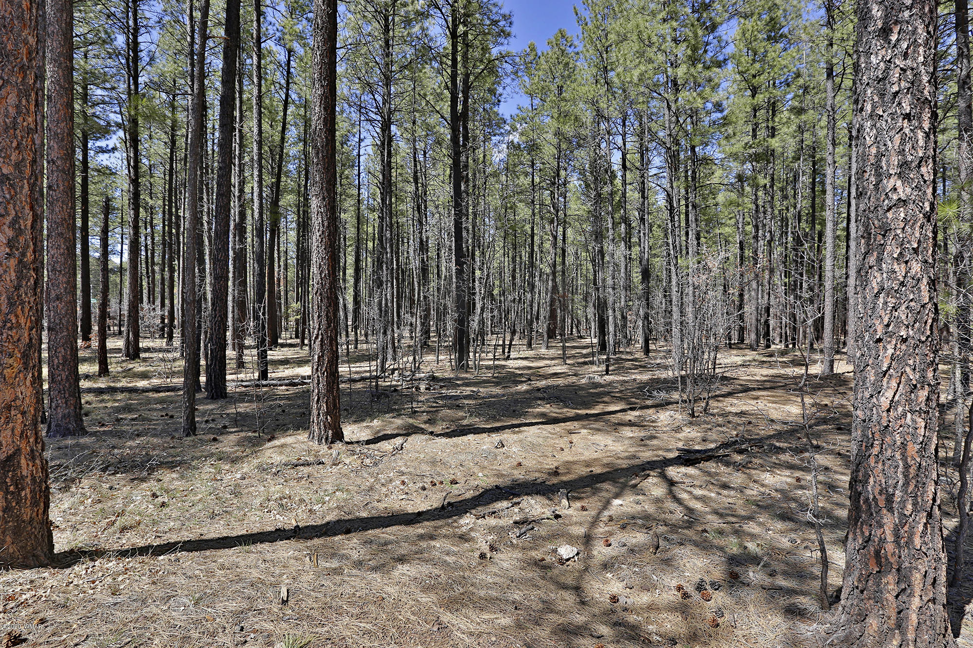 0 Buck Springs Road Pinetop, AZ 85935 - Photo 9 of 13
