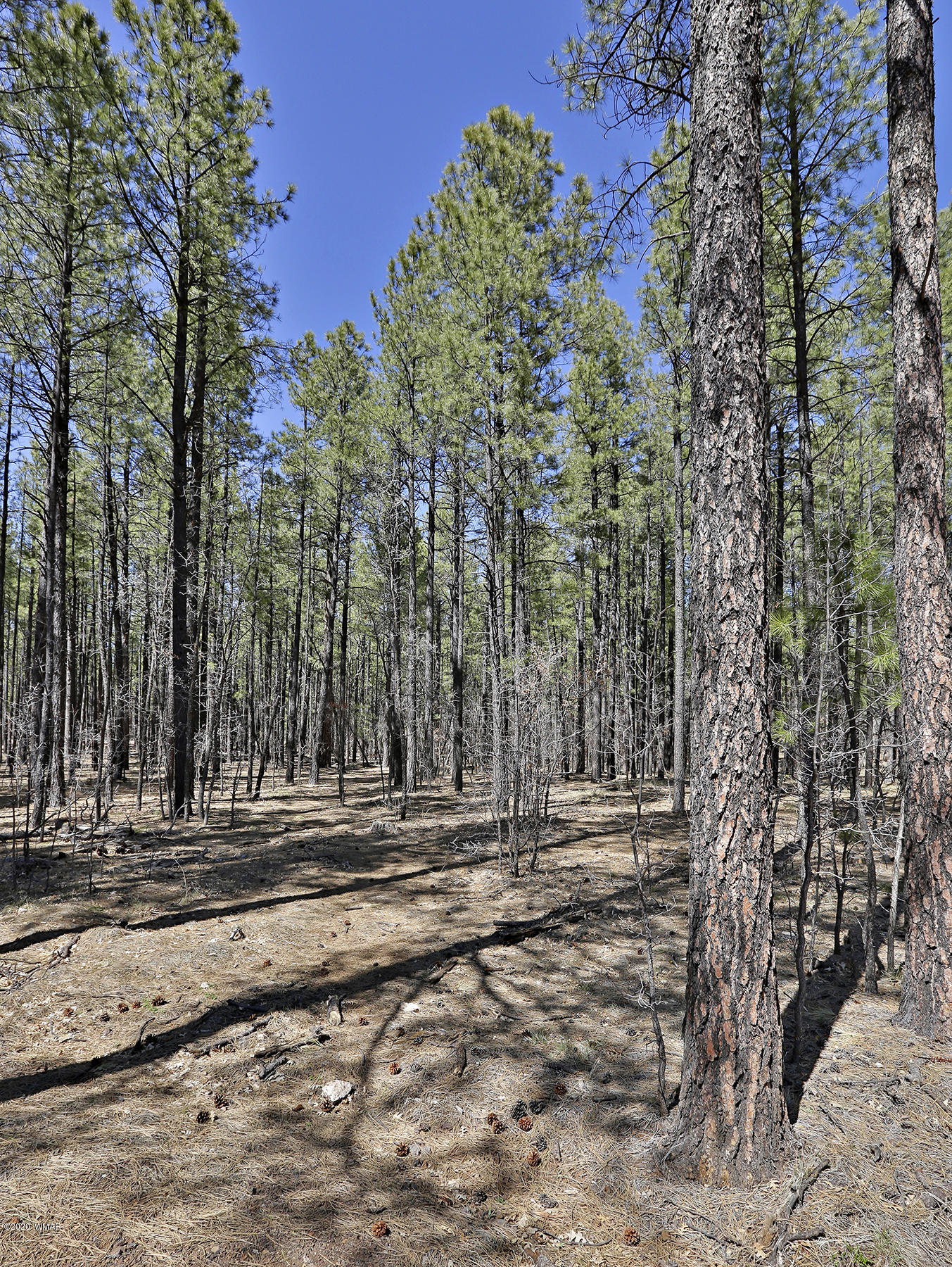 0 Buck Springs Road Pinetop, AZ 85935 - Photo 10 of 13