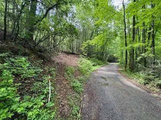 a view of a forest with trees