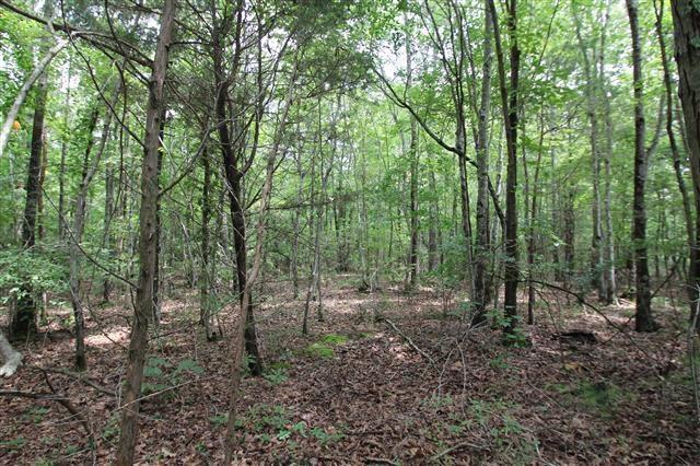 0 Cornelison Road Manchester, TN 37355 - Photo 3 of 6 a view of a forest with trees in the background