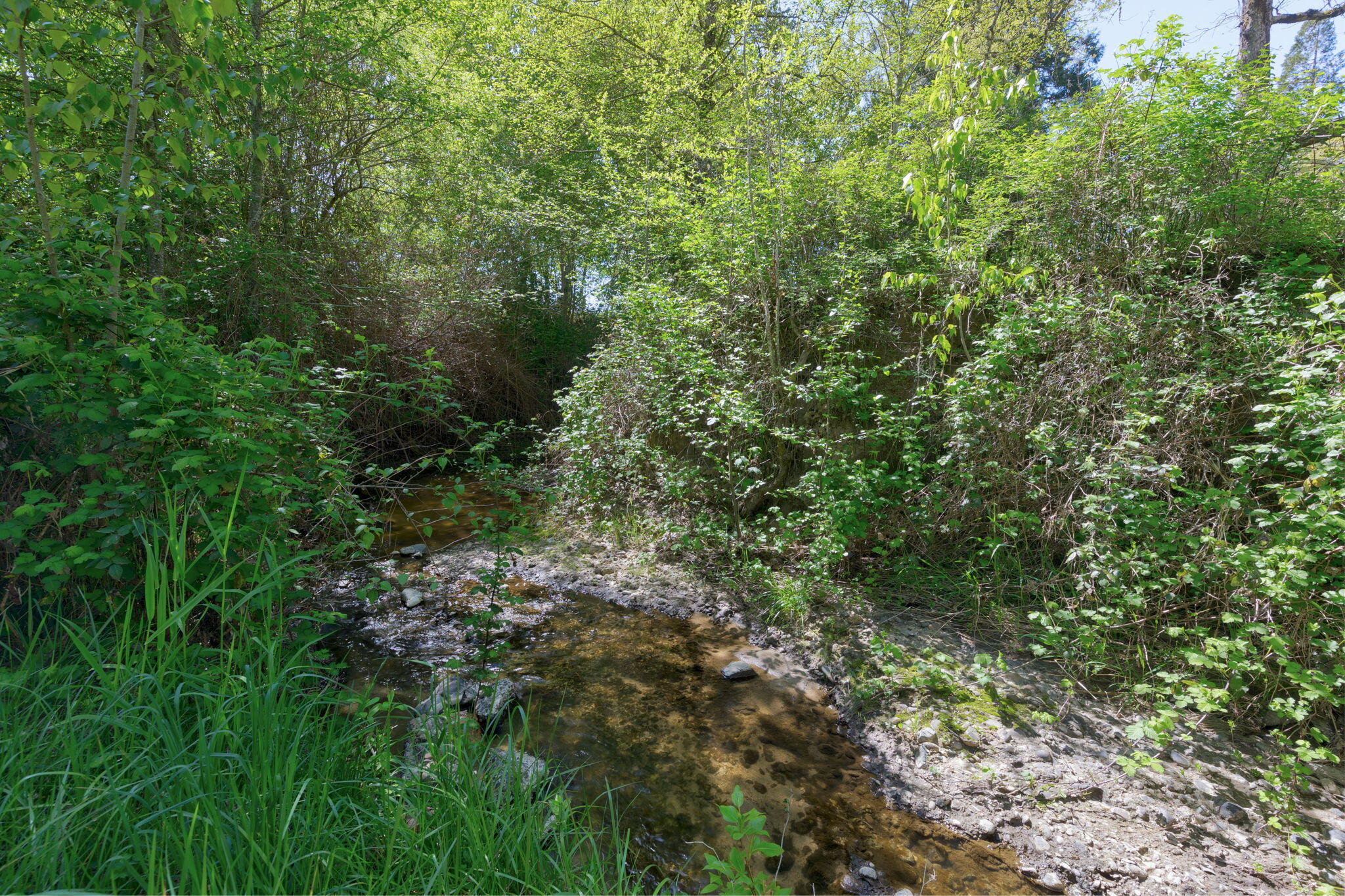 3798 Leonard Road Grants Pass, OR 97527 - Photo 36 of 62 a view of a forest with lots of trees
