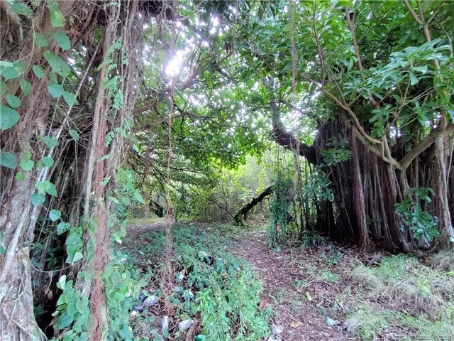 a view of a yard with plants and a bench