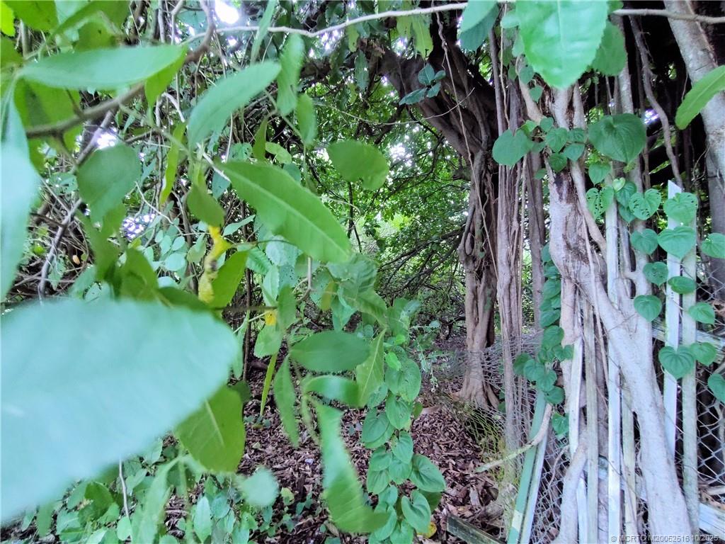 5470 Southeast Ebbtide Avenue Stuart, FL 34997 - Photo 21 of 40 a plant that is in a garden