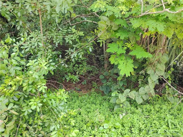 a view of a lush green forest