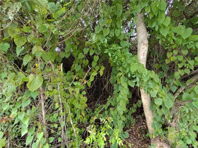 a view of a plant in a garden