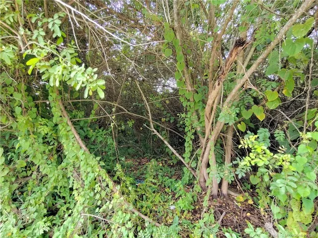 a view of a garden with pathway