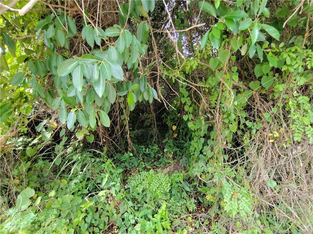 5470 Southeast Ebbtide Avenue Stuart, FL 34997 - Photo 30 of 40 a view of a plant in a garden